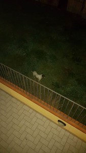 cane-circonvallazione1