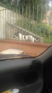 cane-circonvallazione2