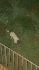 cane-circonvallazione4