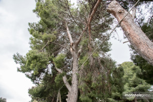 vigili-del-fuoco-albero-1