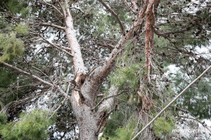 vigili-del-fuoco-albero-2