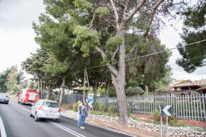 vigili-del-fuoco-albero-3