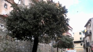 alberi-pioppo4