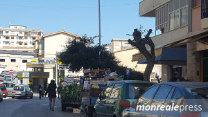 alberi-via-repubblica-1