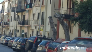 alberi-via-repubblica-2