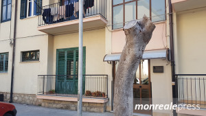alberi-via-repubblica-4
