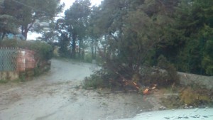 albero-maltempo2