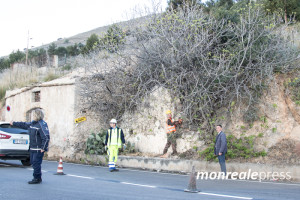 albero-spartiviolo-2