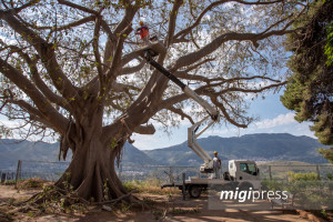 potatura-villa-ficus-1