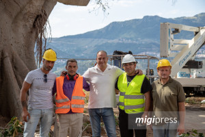 potatura-villa-ficus-3