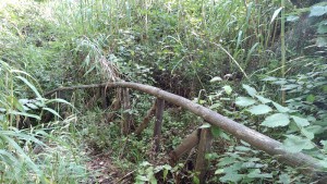 torrente-santa-rosalia2