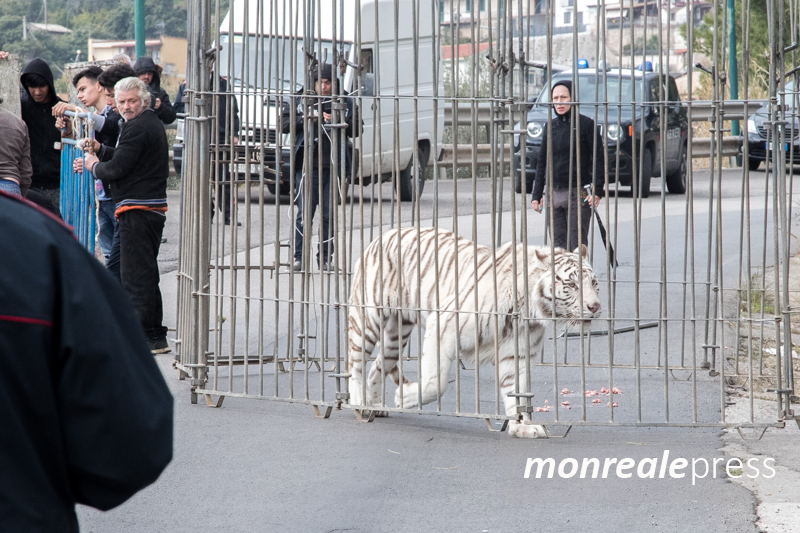 tigre