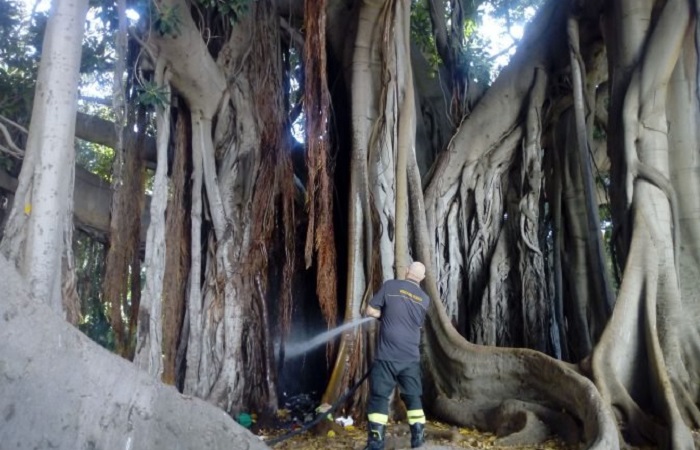 ficus