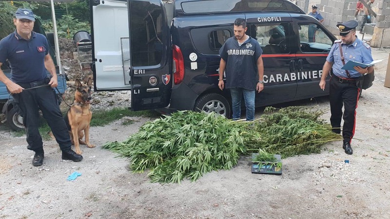 carabinieri-marijuana