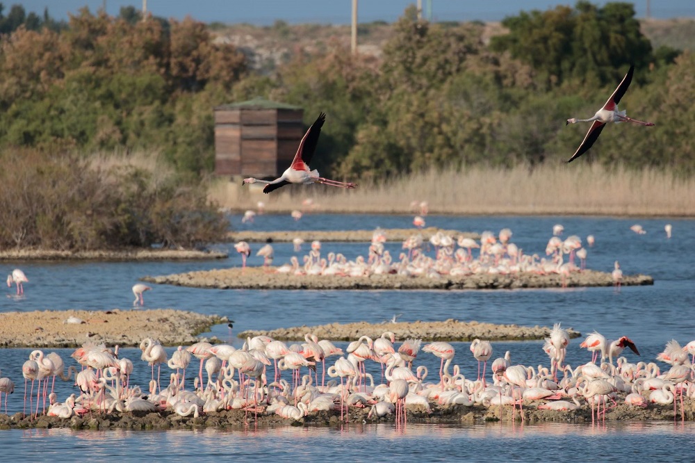 Priolo Gargallo (SR), Riserva naturale Saline di Priolo Monreale