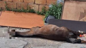 cavallo morto cruillas